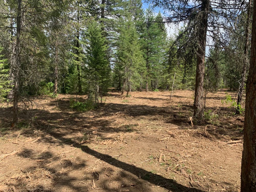 Cleared forest area with tall pine trees and sunlight filtering through branches.