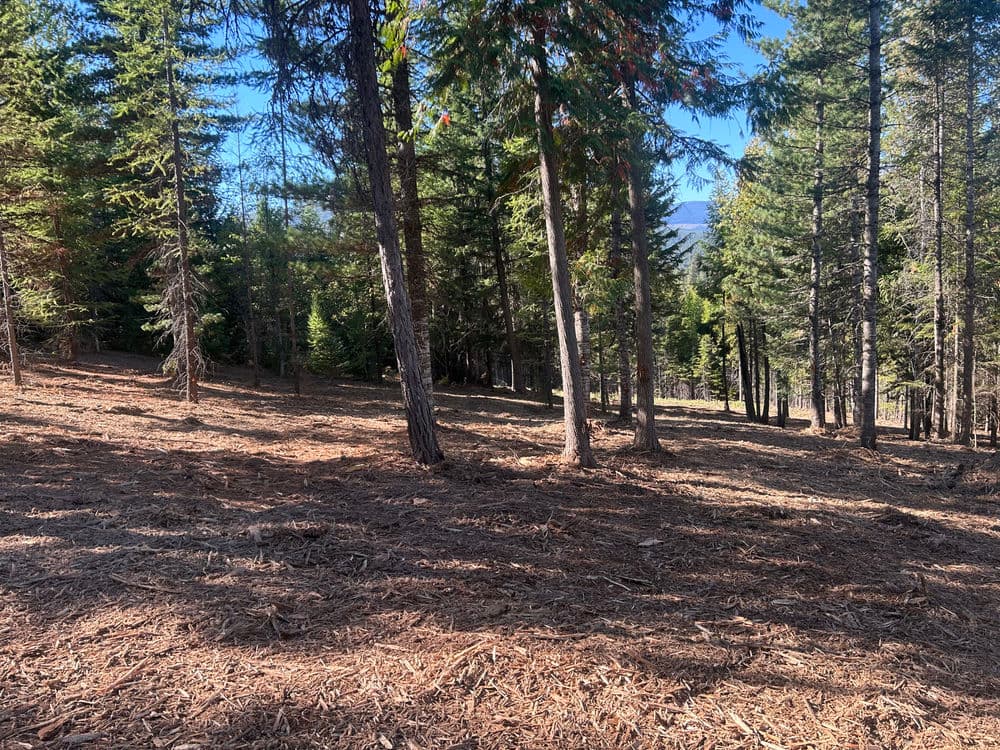 Lush forest landscape with tall trees and sunlit ground covered in pine needles.