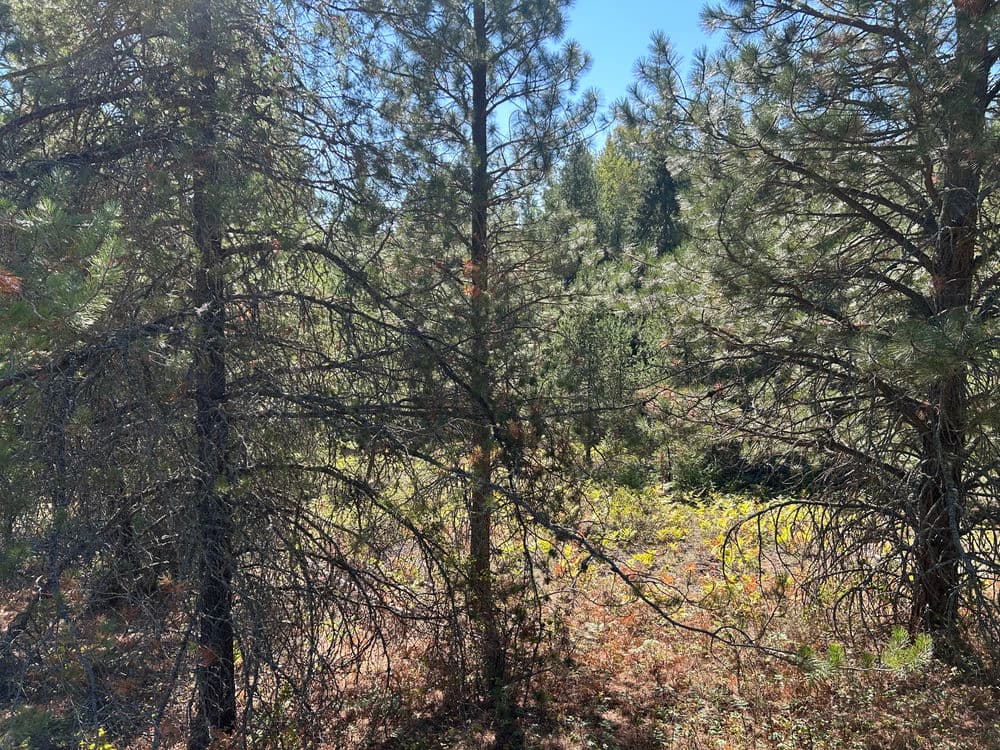 Dense forest scene with tall pine trees and vibrant green underbrush in daytime.