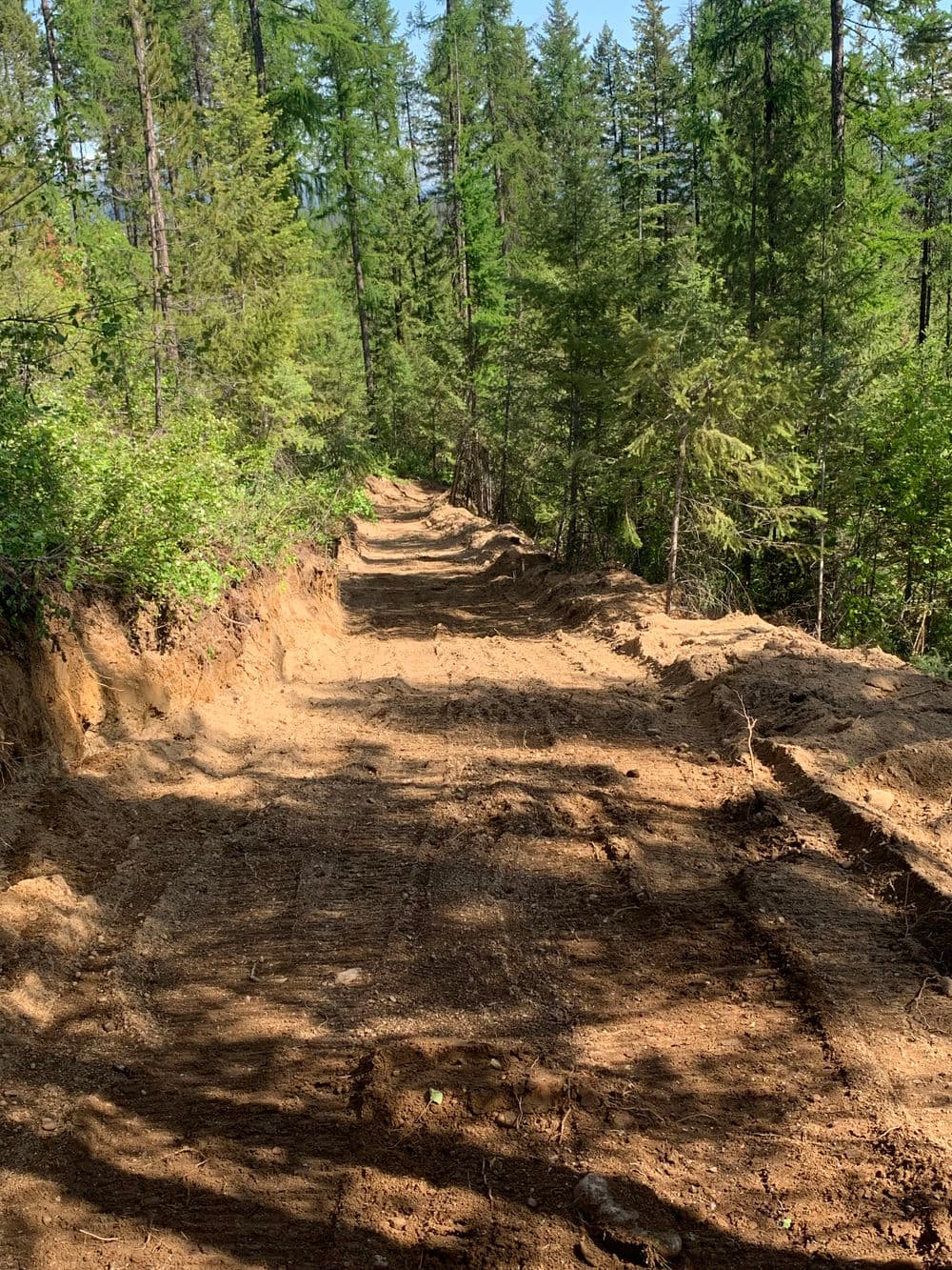Cleared dirt path through lush green forest with tall trees and sunlight filtering in.