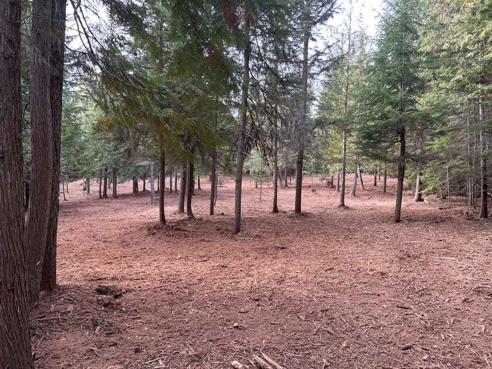 Forest clearing with tall evergreen trees and a pine needle-covered ground.
