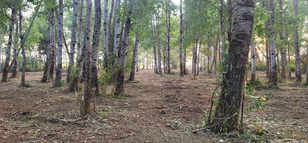 clearing in a forest with tall trees and a sunlit background, showcasing nature's tranquility